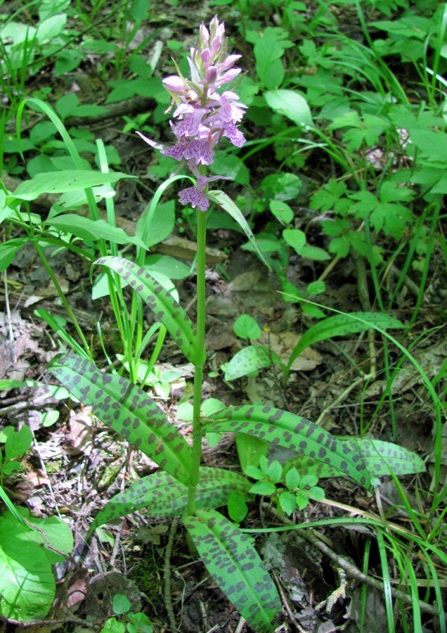 Изображение особи Dactylorhiza urvilleana.