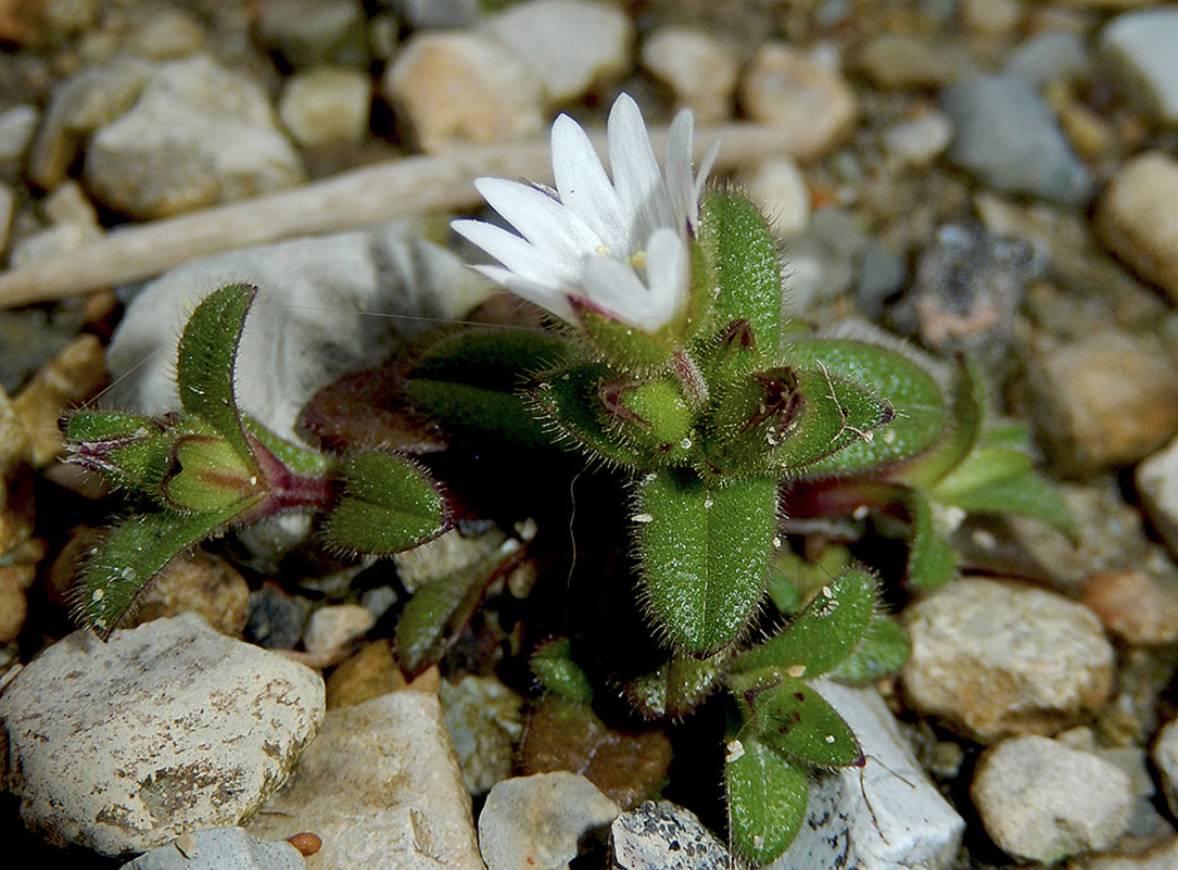Изображение особи Cerastium pumilum.