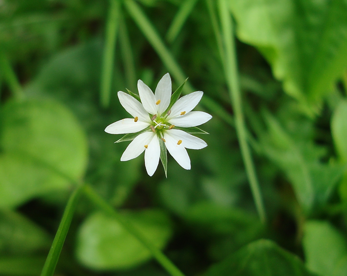 Изображение особи Stellaria graminea.