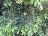Elaeocarpus obovatus