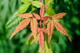 Acer mandshuricum