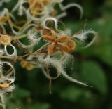 Clematis flammula. Соплодие. Южный берег Крыма, Никитский ботанический сад, в культуре. 29.10.2017.