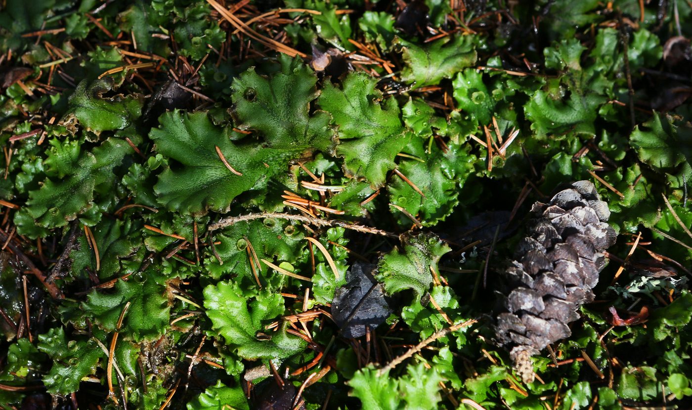 Изображение особи Marchantia polymorpha.