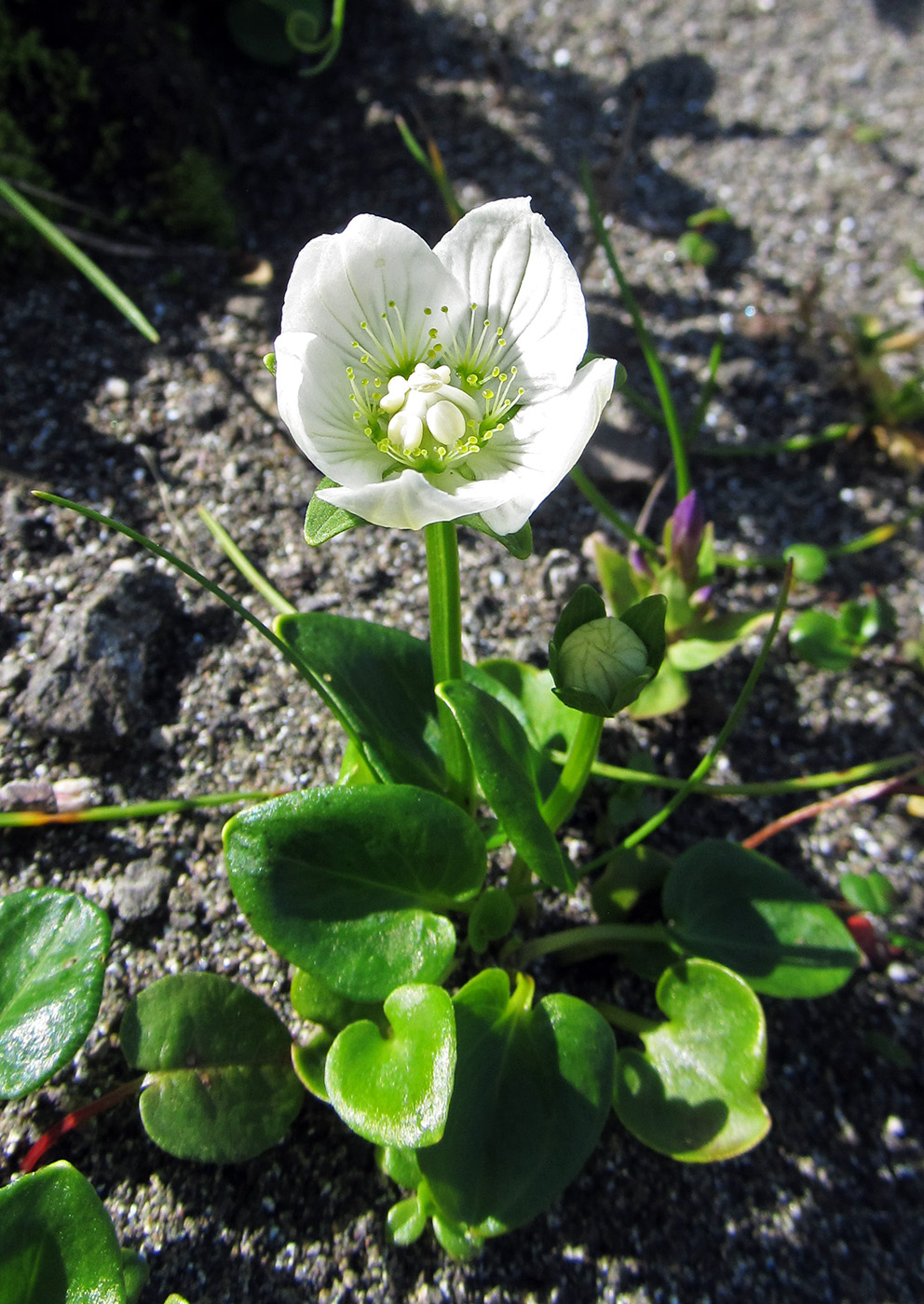 Изображение особи Parnassia palustris.