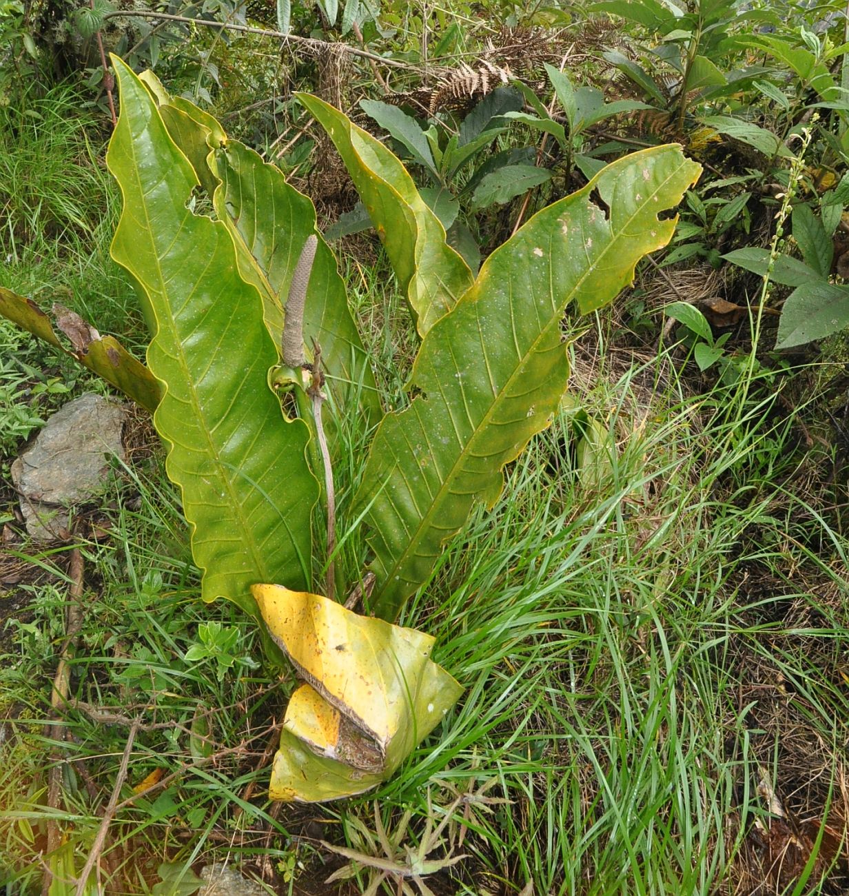 Изображение особи род Anthurium.