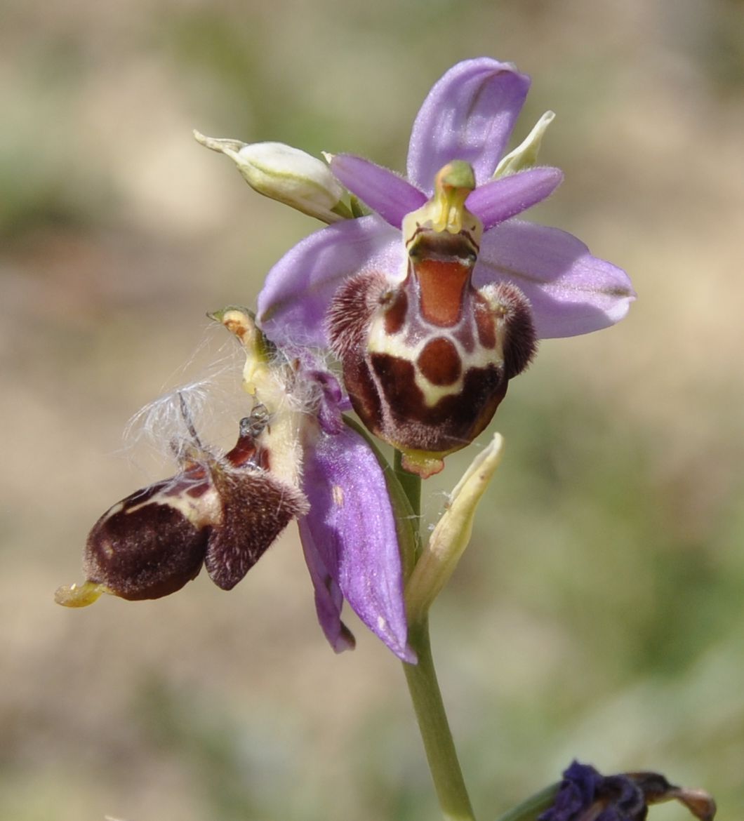 Изображение особи Ophrys &times; delphinensis.