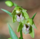 Epipactis persica