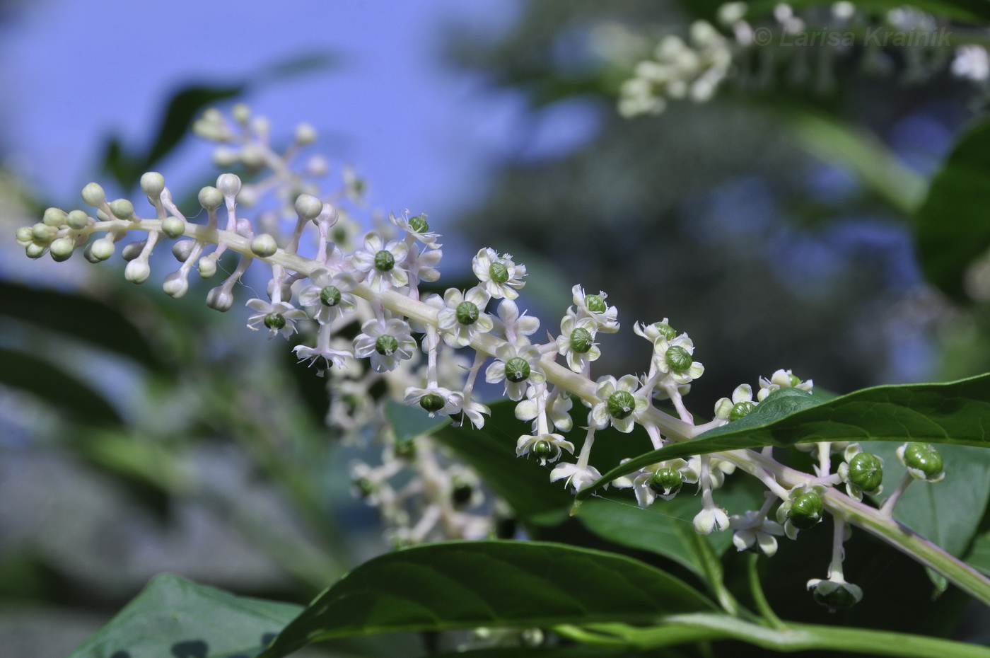 Изображение особи Phytolacca americana.