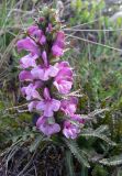 Pedicularis langsdorfii. Верхушка цветущего растения. Чукотка, Чаунский р-н, г. Певек, зеленая зона между микрор-нами. 15.06.2018.