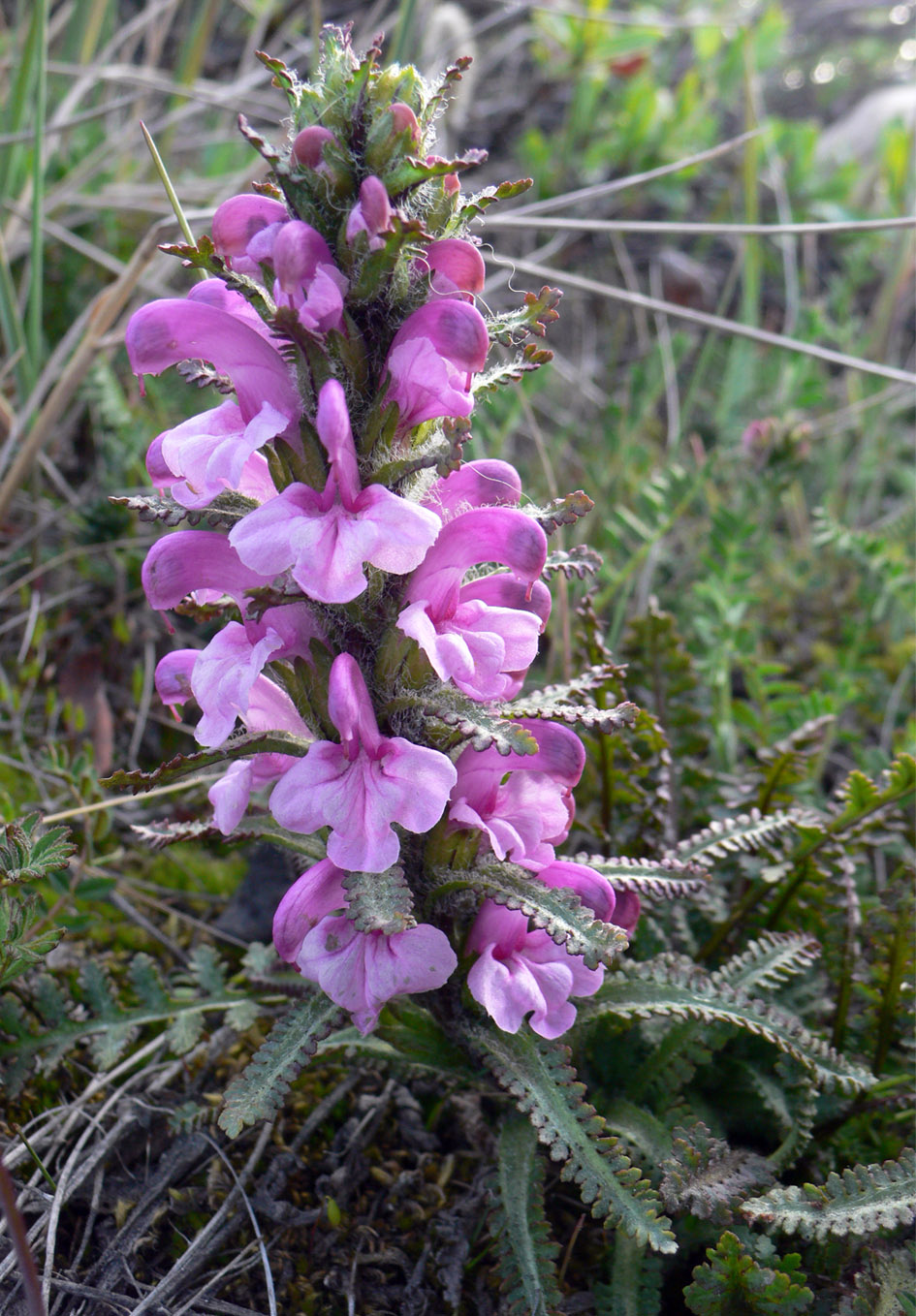 Изображение особи Pedicularis langsdorfii.