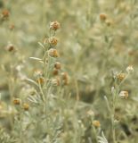 Artemisia rutifolia