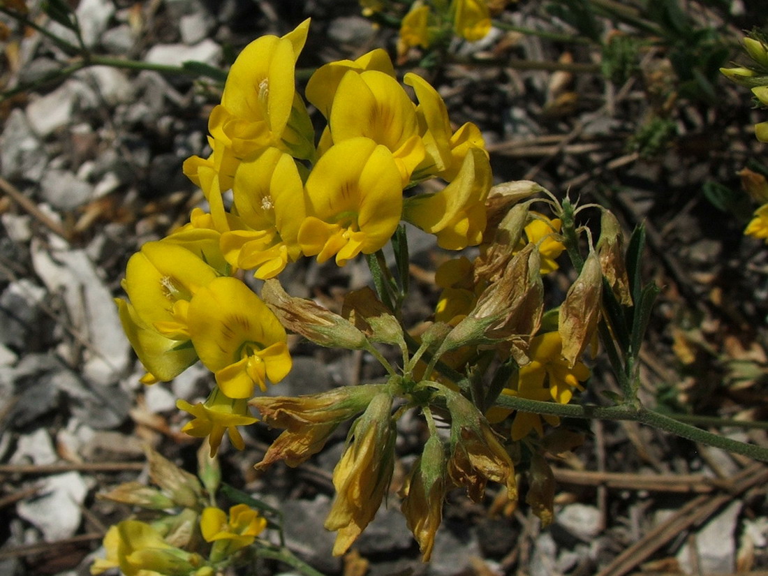 Изображение особи Medicago saxatilis.