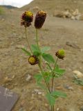 Trifolium spadiceum