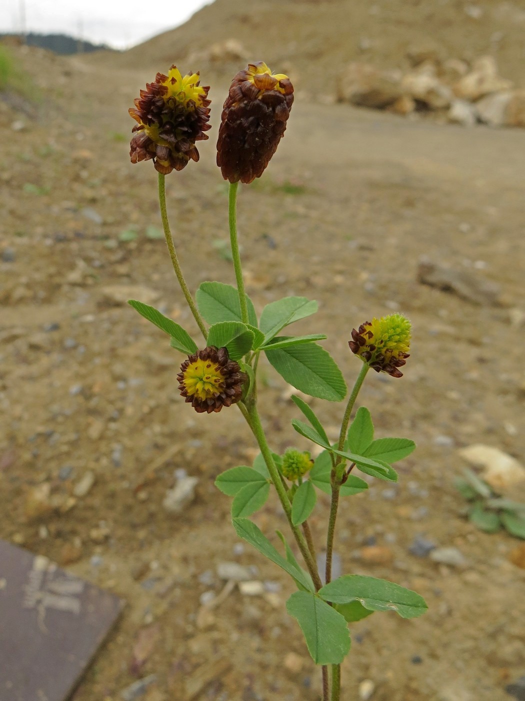 Изображение особи Trifolium spadiceum.