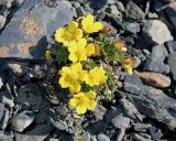 Potentilla pulviniformis