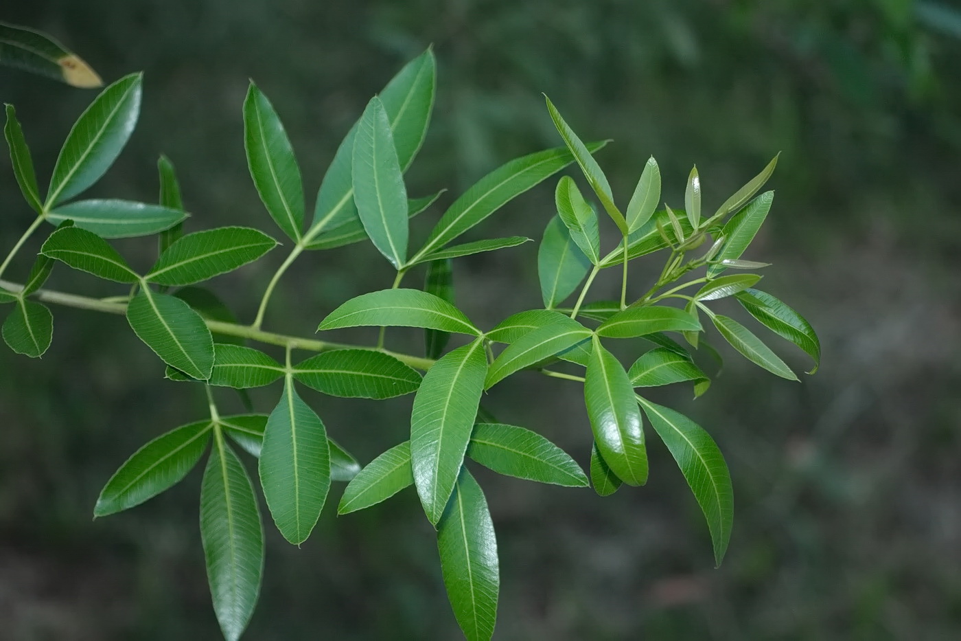 Изображение особи Lithraea molleoides.