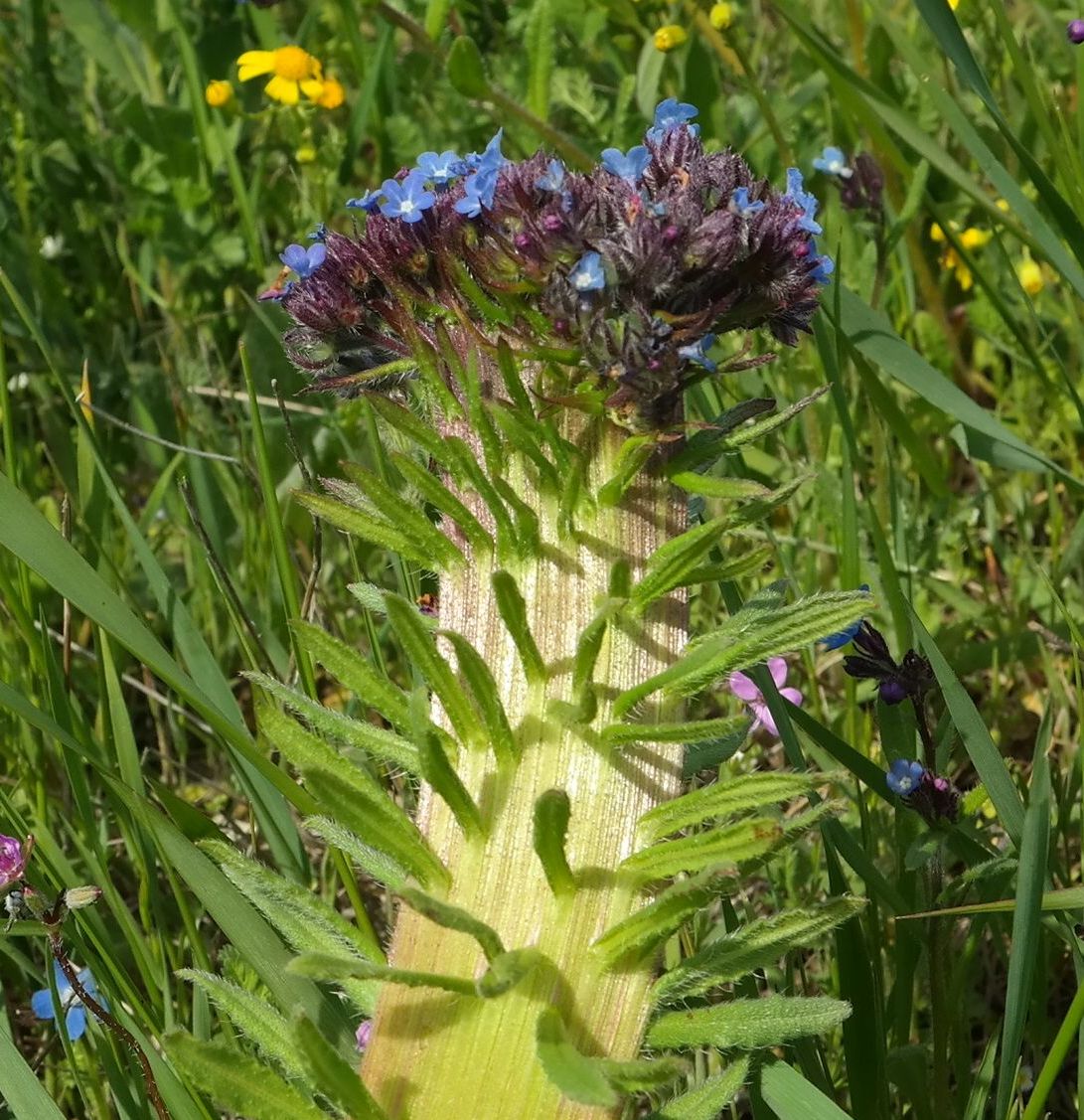 Изображение особи Lycopsis orientalis.