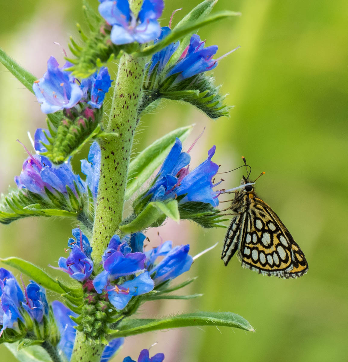 Изображение особи Echium vulgare.