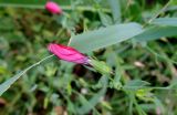 Linum grandiflorum