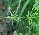 Galium vaillantii