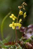 Epimedium colchicum. Верхушка цветущего растения. Абхазия, г. Новый Афон, ущелье р. Псырцха, широколиственный лес. 07.03.2015.