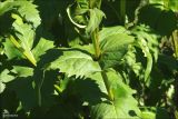 Silphium perfoliatum