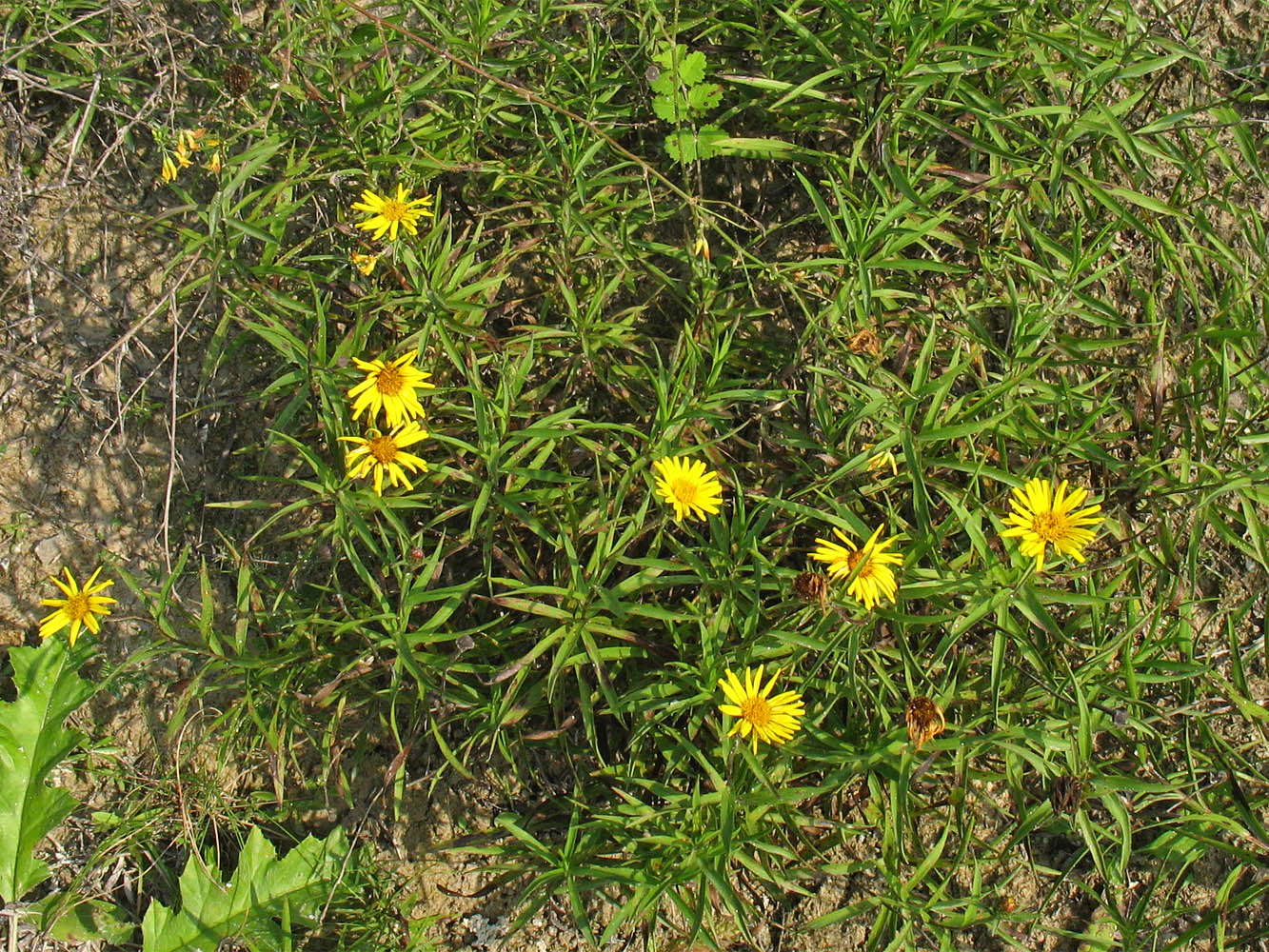 Изображение особи Inula ensifolia.