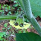 Physalis peruviana