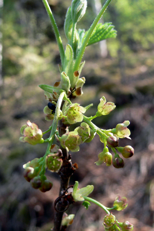 Изображение особи Ribes scandicum.