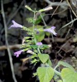 Clinopodium nepeta