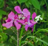 Lunaria annua