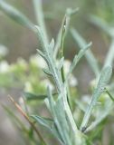 genus Centaurea