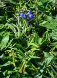 Gentiana triflora. Верхушка цветущего растения. Курильские о-ва, о-в Кунашир, склон вулкана Головнина, ≈ 400 м н.у.м., окраина зарослей Sasa. 20.08.2022.