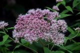 Eupatorium glehnii. Соцветия. Курильские о-ва, о-в Кунашир, берег оз. Лагунное, опушка смешанного леса. 18.08.2022.