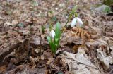 Galanthus woronowii