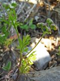 Bifora testiculata