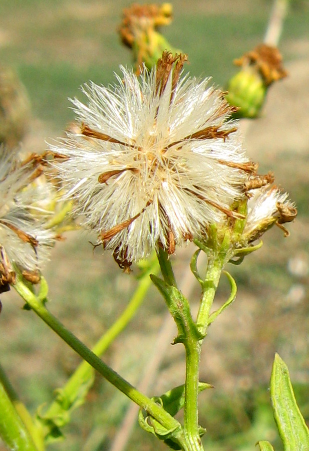 Изображение особи Senecio grandidentatus.