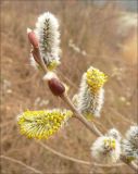 Salix caprea. Побег с раскрывающимися мужскими соцветиями. Черноморское побережье Кавказа, Новороссийск, близ мыса Шесхарис, у искусственного водоёма. 8 марта 2010 г.