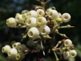 Arbutus andrachne