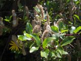 Salix kazbekensis. Ветвь с вызревшими соплодиями. Кабардино-Балкария, хребет Бирджалы, ≈ 2600 н.у.м. 23.07.2012.