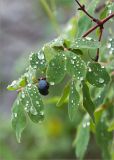 Lonicera × subarctica. Верхушка ветви плодоносящего растения. Кольский п-ов, Хибины, берег протоки между оз. Каменное и оз. Гольцовое. 02.08.2012.