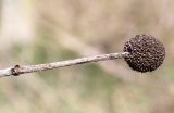 Cephalanthus occidentalis