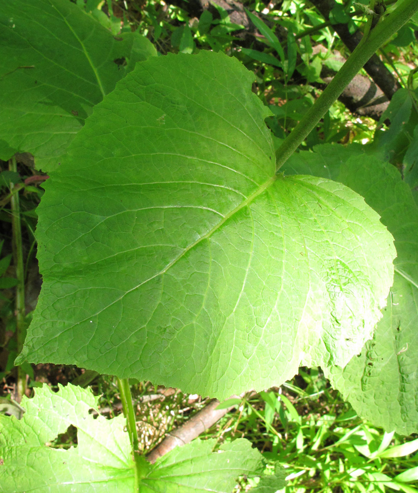 Изображение особи Telekia speciosa.