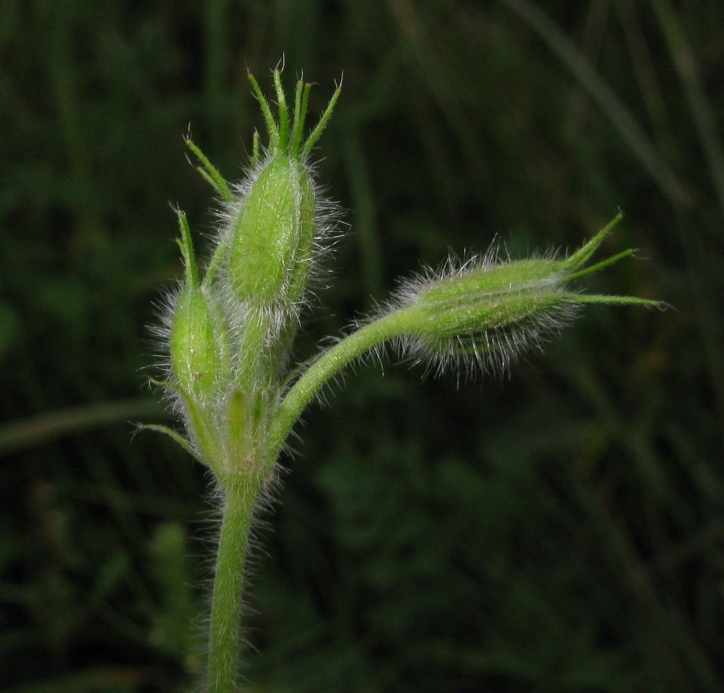 Изображение особи Erodium stephanianum.