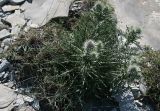 Lamyra echinocephala. Зацветающее растение. Краснодарский край, гора Папай. 07.07.2013.
