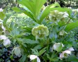 Helleborus caucasicus. Верхушка плодоносящего растения. Украина, ЮБК, Никитский Ботанический сад. 03.05.2007.