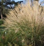 Miscanthus sinensis