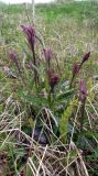 Dactylorhiza psychrophila