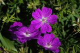 Geranium sanguineum