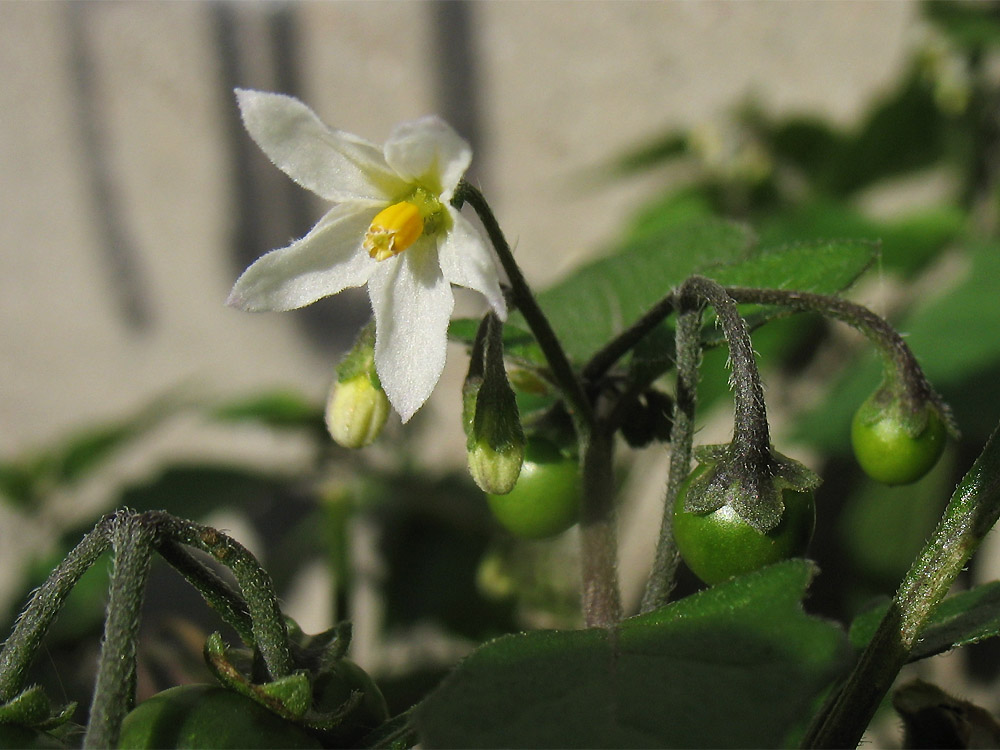 Изображение особи Solanum nigrum ssp. schultesii.